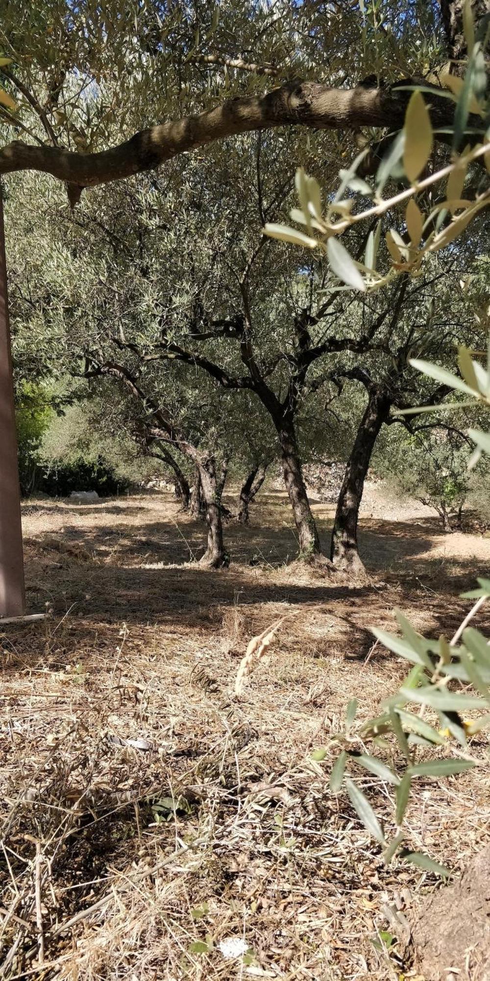 Villa Cigalons En Pleine Pinede Avec Piscine Chauffee De Mai A Septembre オリオール エクステリア 写真